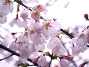 雨に濡れた桜　フォトライブラリー写真素材