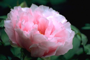 牡丹の花
