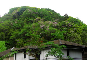 ヤマフジ 神奈川県鎌倉市