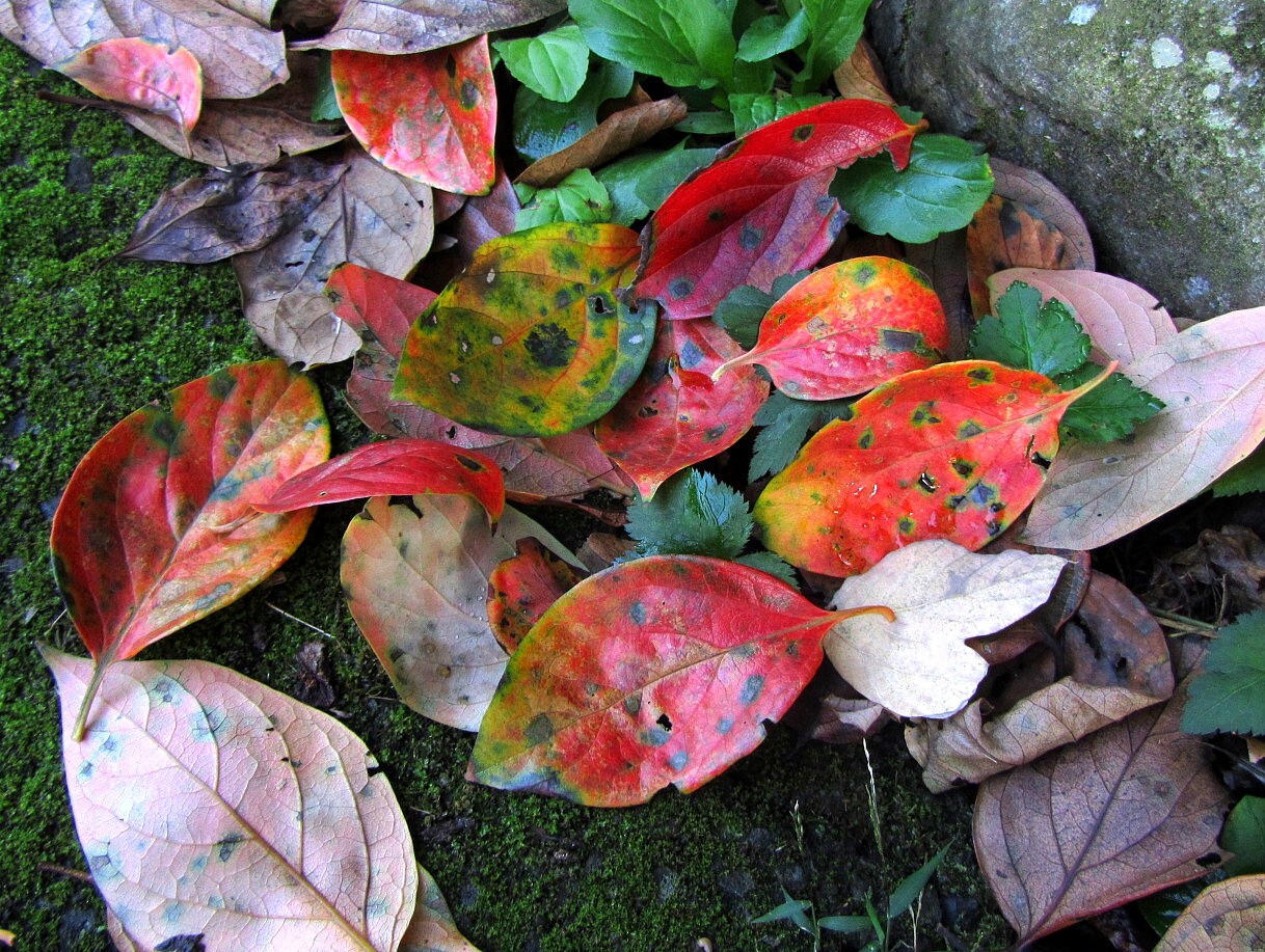 柿落葉　神奈川県鎌倉市