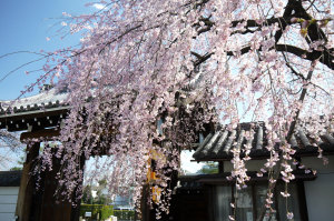 聖護院の枝垂れ桜（京都の桜フリー写真）