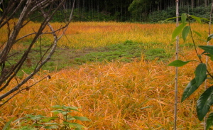 浅茅原の紅葉　神奈川県鎌倉市