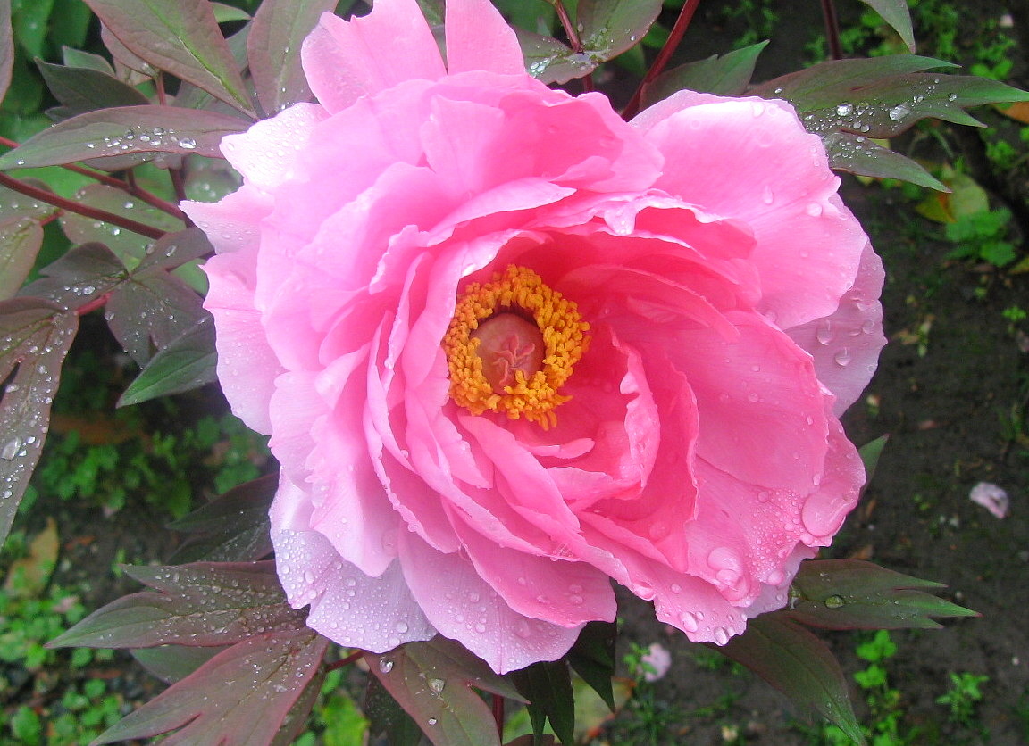 牡丹の花 神奈川県鎌倉市